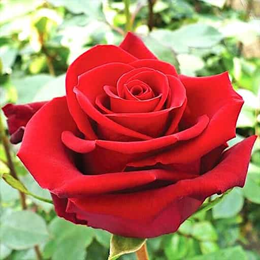 Сорта роз: лучшие сорта роз для букетов - 101 роза Москва